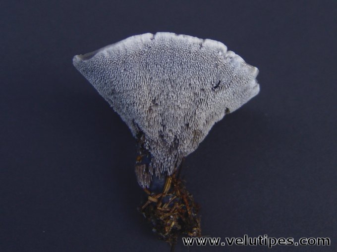 Hydnellum suaveolens