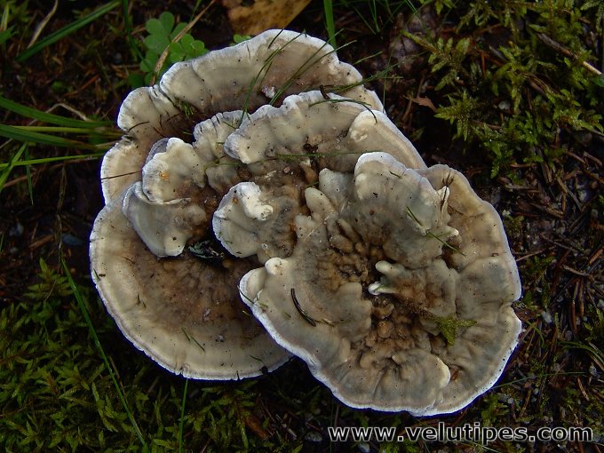 Hydnellum suaveolens