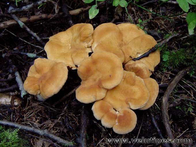 Hydnum rufescens, ruskoorakas Natural Fungi in Finland