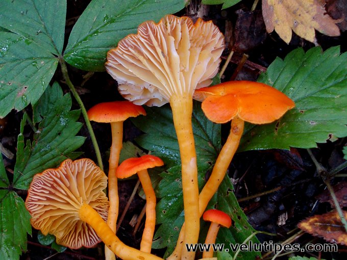 Hygrocybe cantharellus