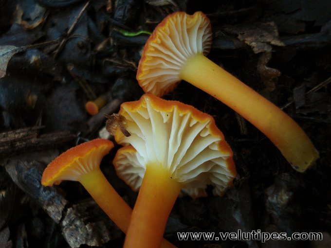 Hygrocybe cantharellus