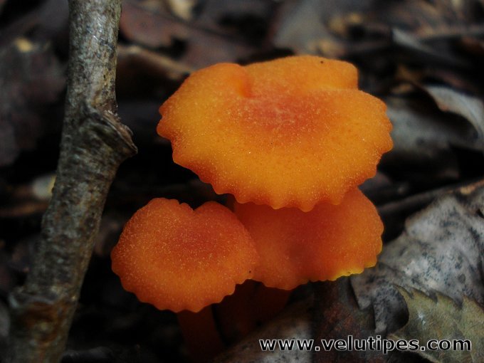 Hygrocybe cantharellus