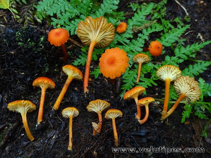 Hygrocybe cantharellus