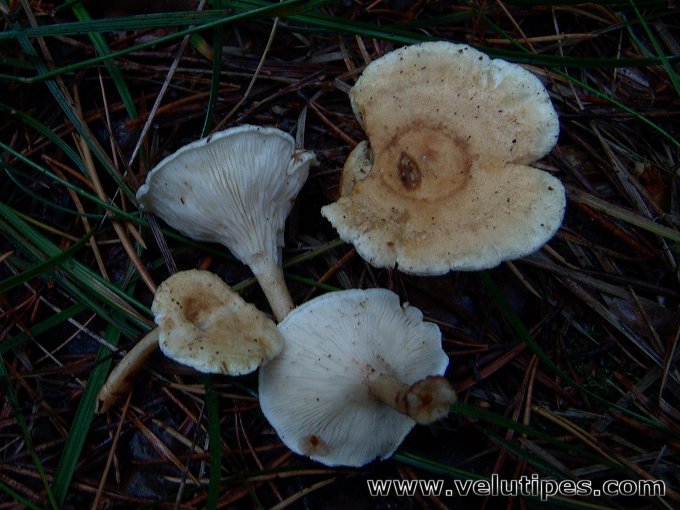 Hygrophoropsis pallida