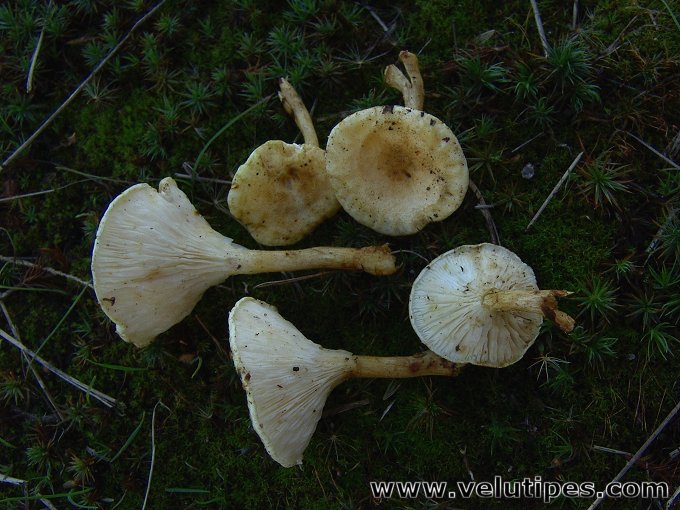 Hygrophoropsis pallida