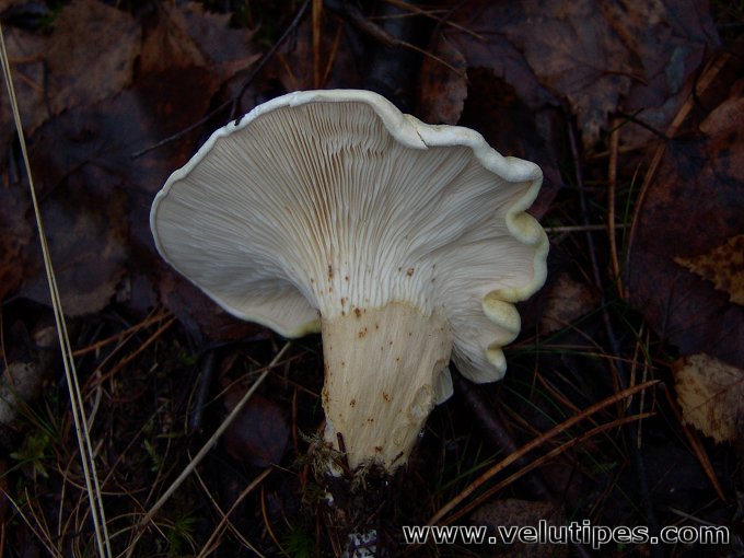 Hygrophoropsis pallida