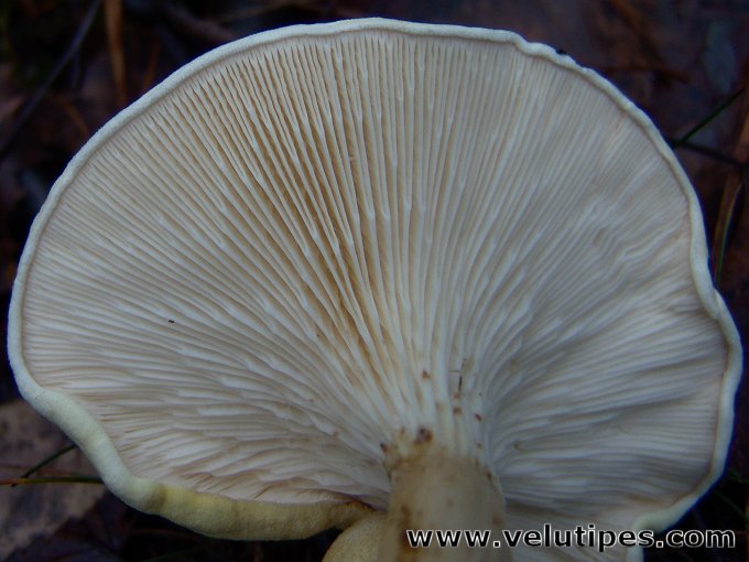 Hygrophoropsis pallida