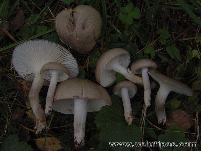 Hygrophorus agathosmus