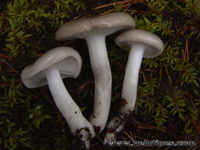 Hygrophorus agathosmus