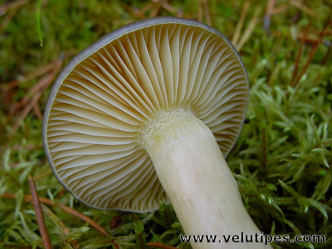 Hygrophorus hypothejus