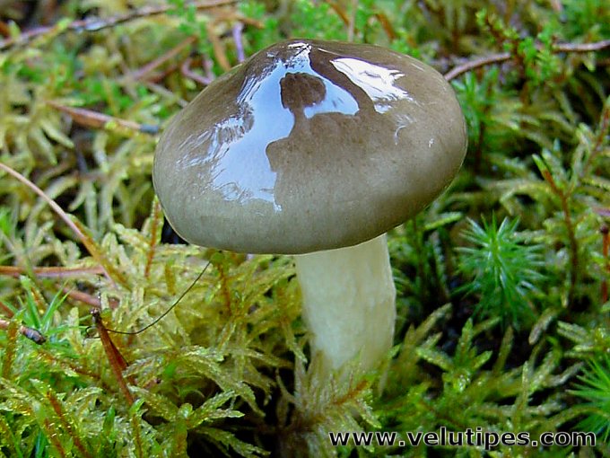 Hygrophorus hypothejus