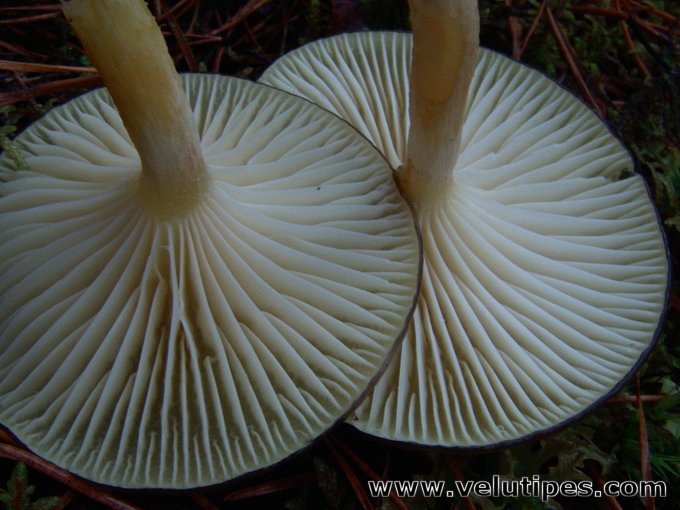 Hygrophorus hypothejus