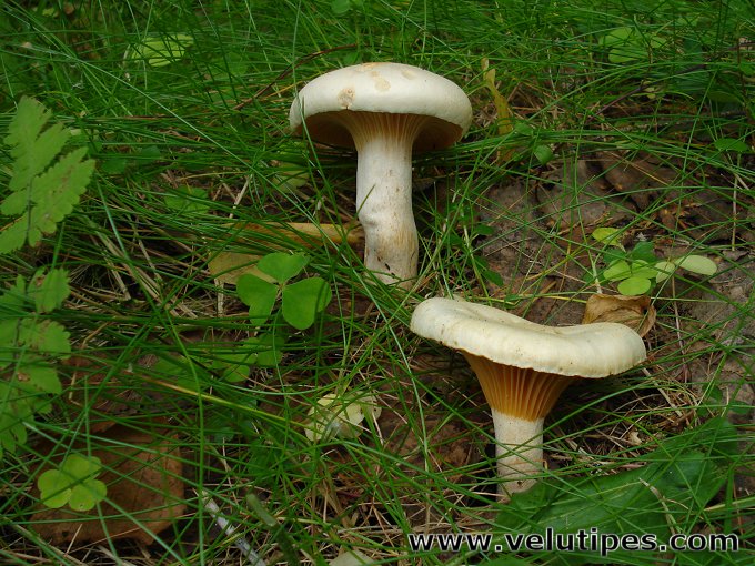 Hygrophorus melizeus