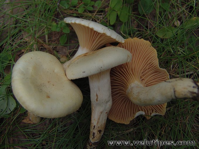 Hygrophorus melizeus