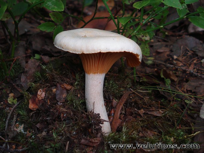 Hygrophorus melizeus