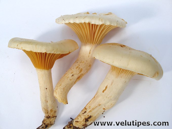 Hygrophorus melizeus