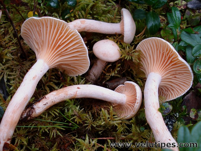Hygrophorus melizeus
