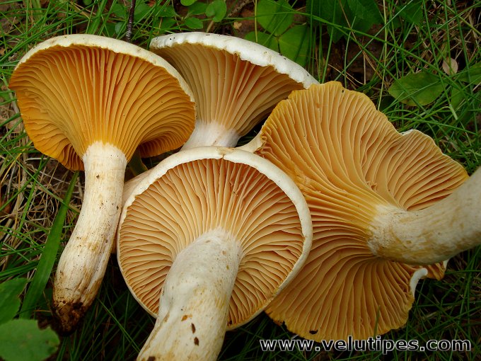 Hygrophorus melizeus