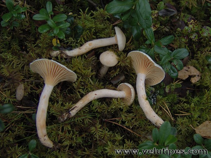 Hygrophorus melizeus