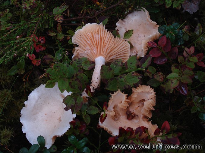 Hygrophorus melizeus