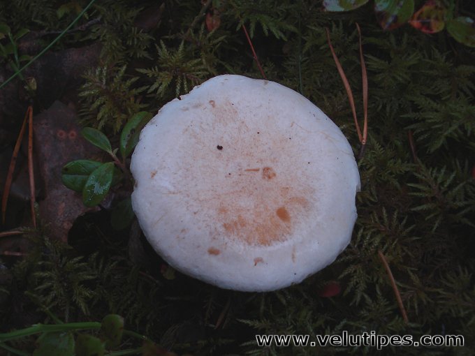 Hygrophorus melizeus