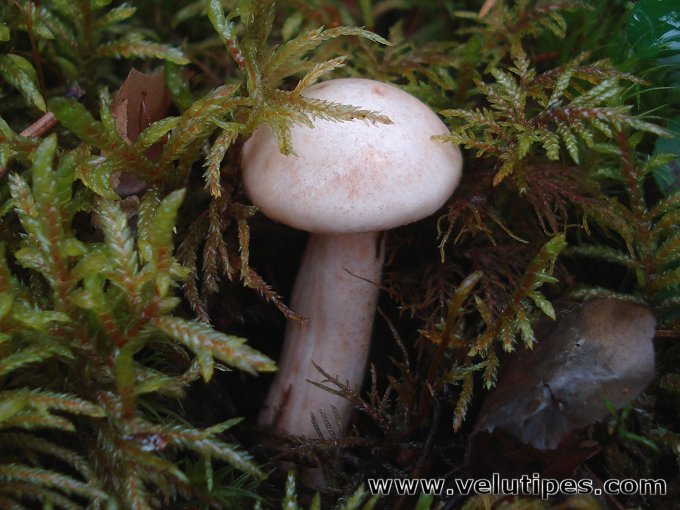 Hygrophorus melizeus