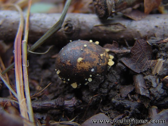 Hymenoscyphus fructigenus