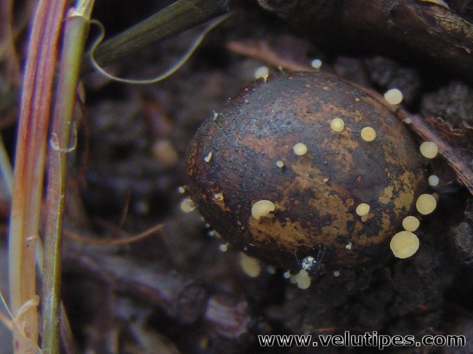 Hymenoscyphus fructigenus