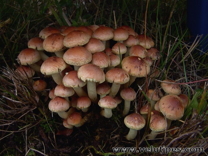 Hypholoma lateritium