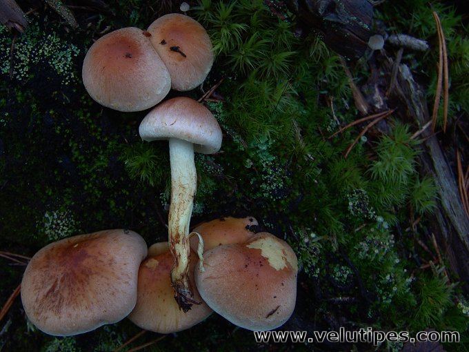 Hypholoma lateritium