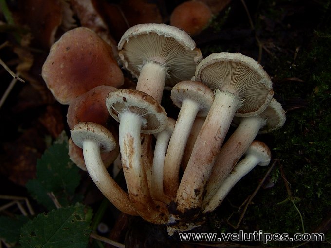 Hypholoma lateritium