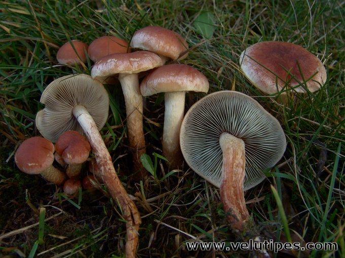 Hypholoma lateritium