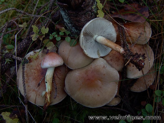 Hypholoma lateritium