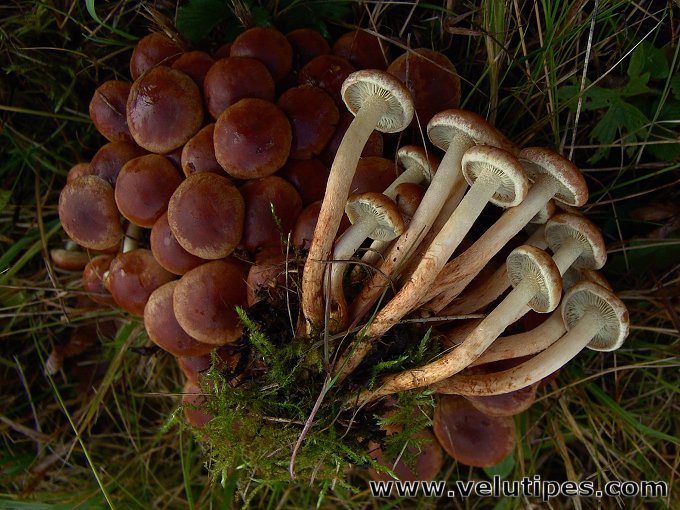 Hypholoma lateritium