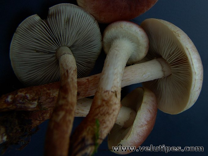 Hypholoma lateritium