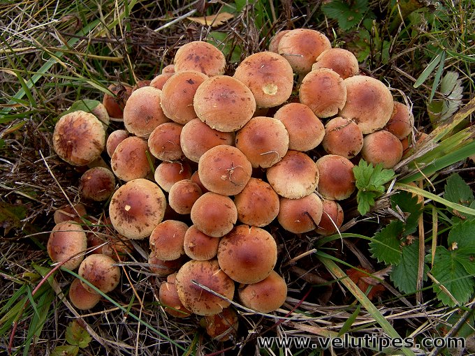 Hypholoma lateritium