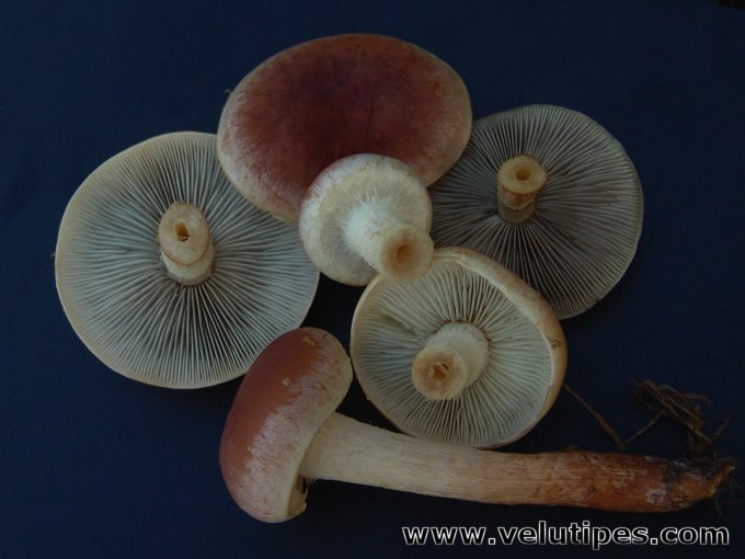 Hypholoma lateritium