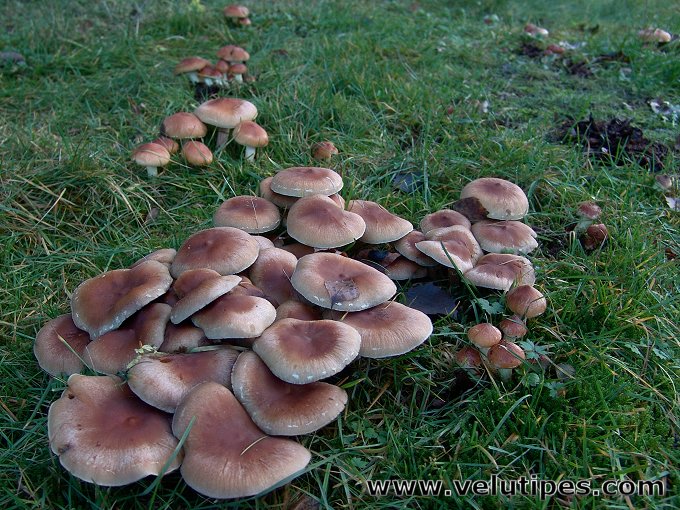 Hypholoma lateritium