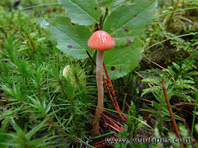 Hypholoma polytrichi