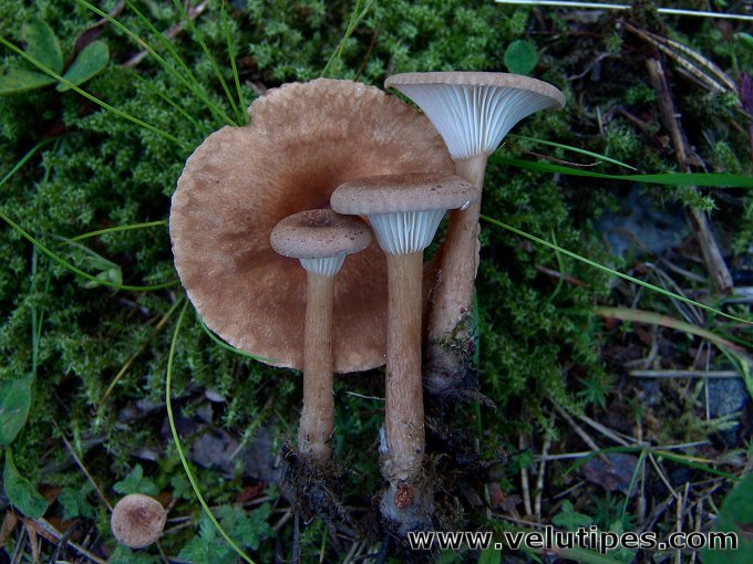 Infundibulicybe squamulosa
