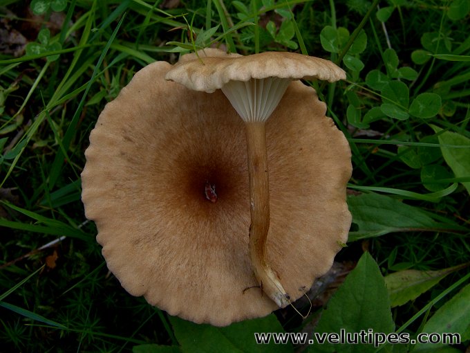 Infundibulicybe squamulosa