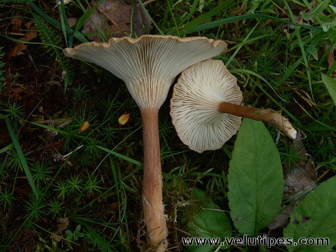 Infundibulicybe squamulosa