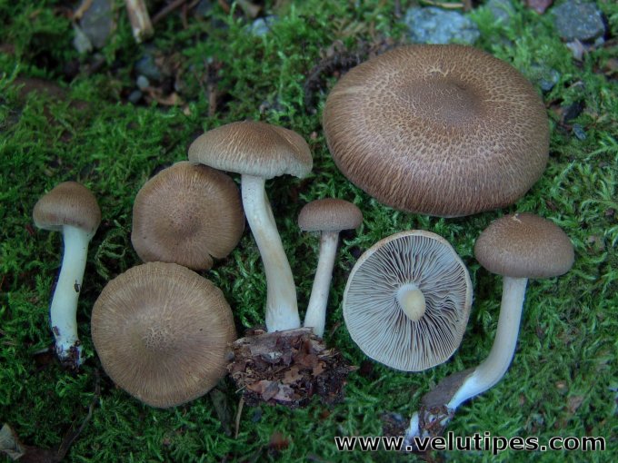 Inocybe flocculosa