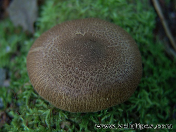 Inocybe flocculosa