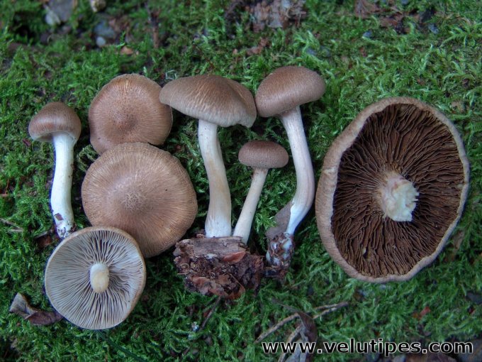 Inocybe flocculosa
