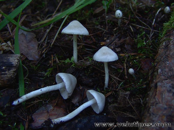 Inocybe geophylla
