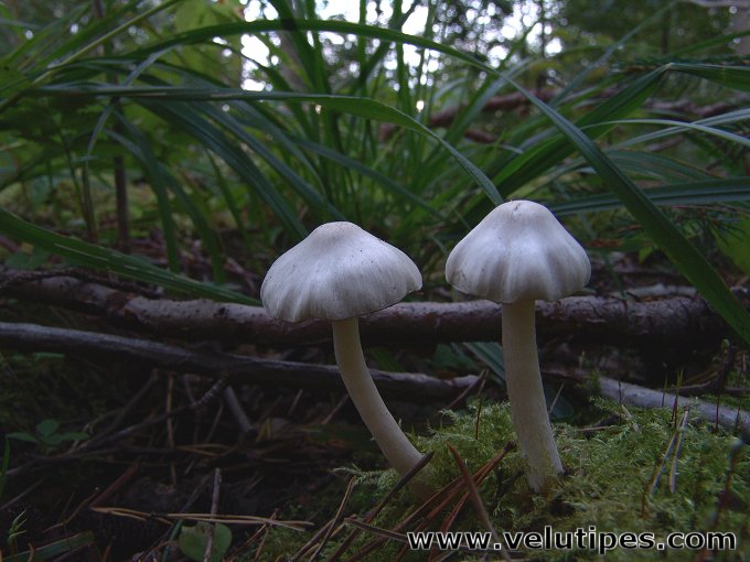 Inocybe geophylla