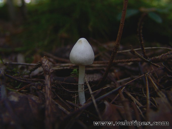 Inocybe geophylla