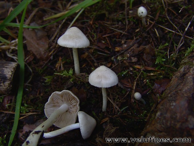 Inocybe geophylla