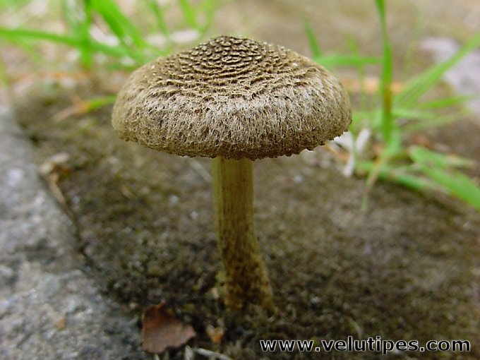 Inocybe lacera